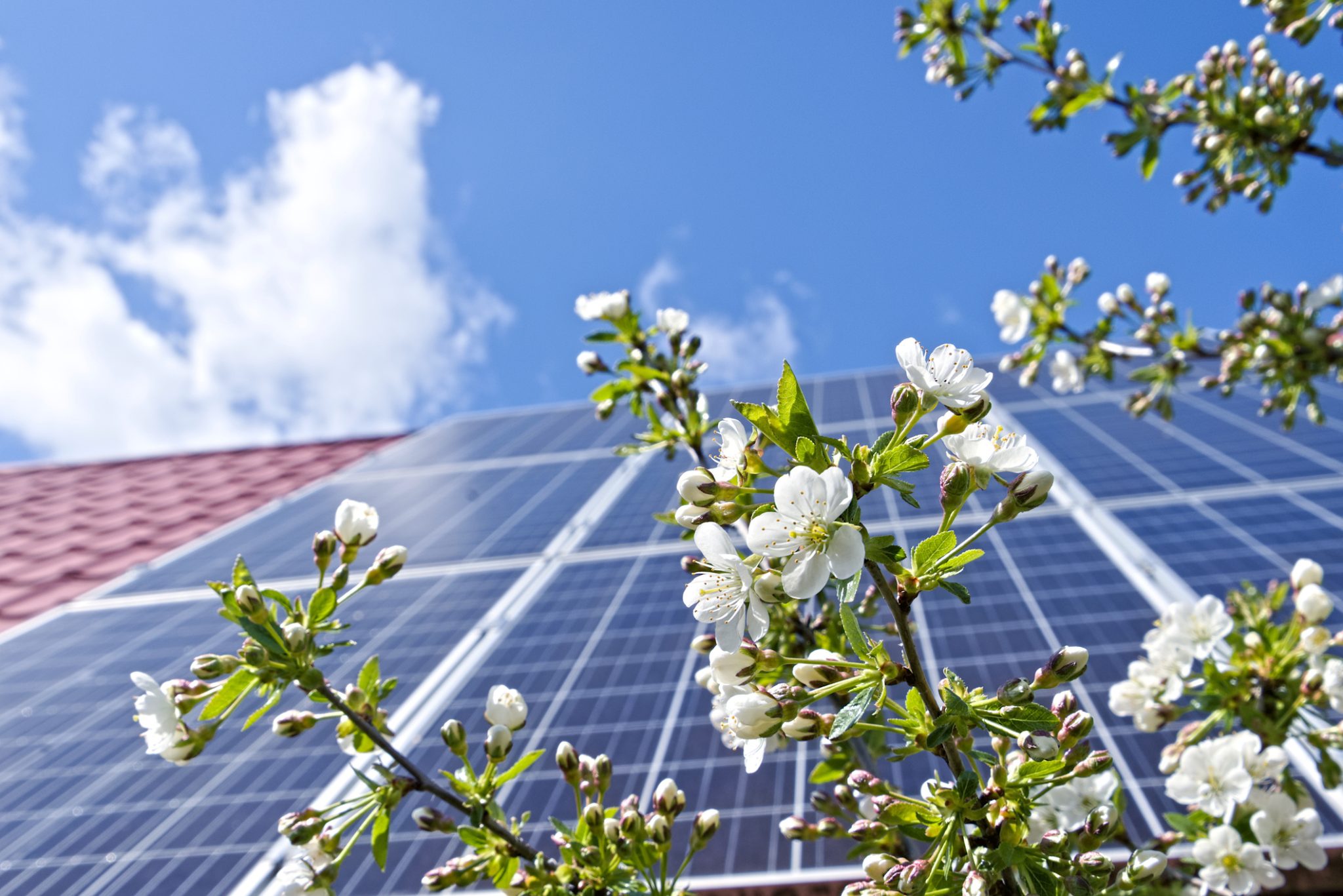 Spring tree blossoms are in the foreground of a roof with solar panels. The homeowners will enjoy utility savings this year.